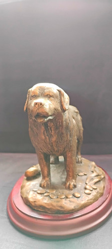 Neufundländer bronze auf - neufundländer/,